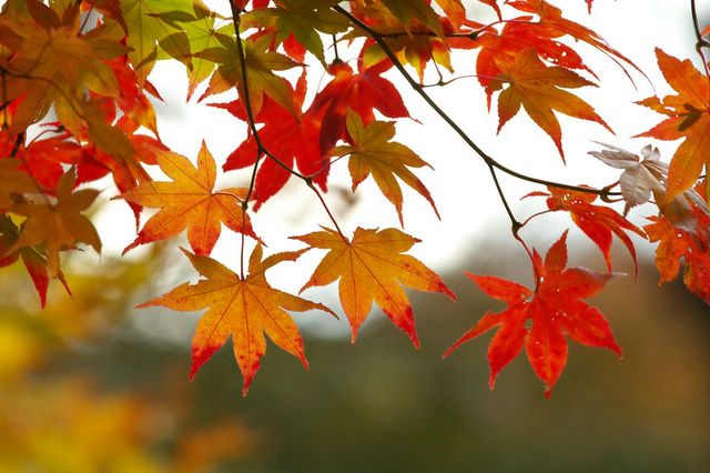 Five Scenic Fall Drives in America