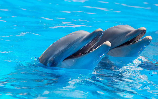 Swimming with Dolphins in Grand Cayman