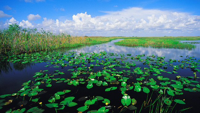 Airboat Tour through the Everglades with Buffalo Tiger