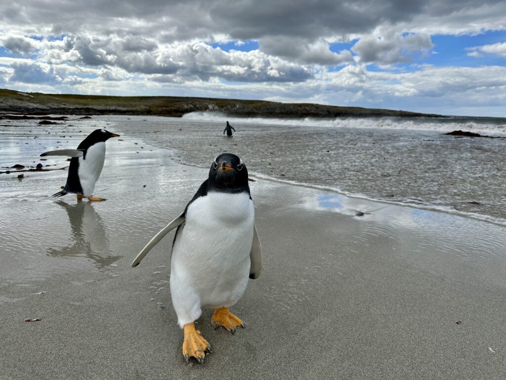 Celebrity Cruise to Antarctica 