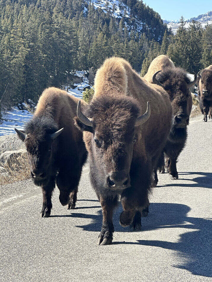 Yellowstone