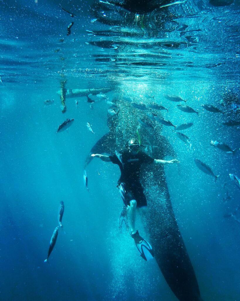 Swimming with whale sharks in Oslob
