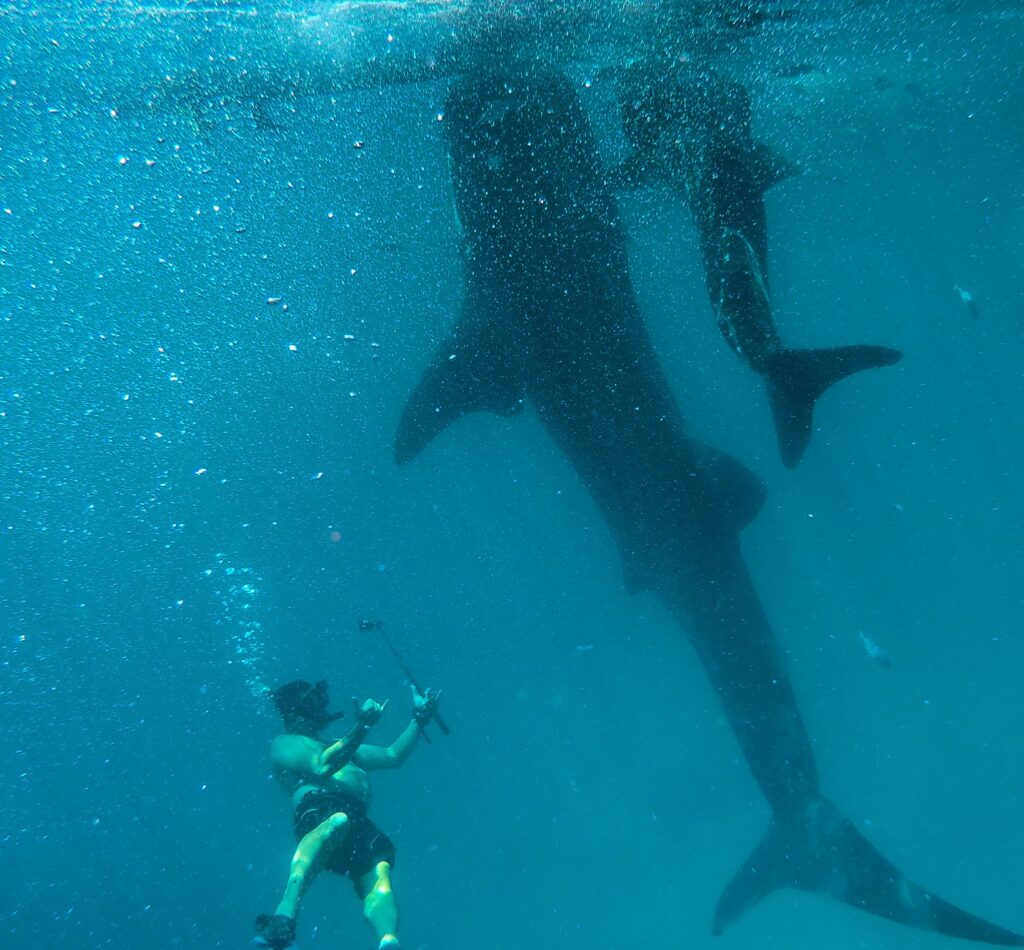 Whale sharks in Cebu