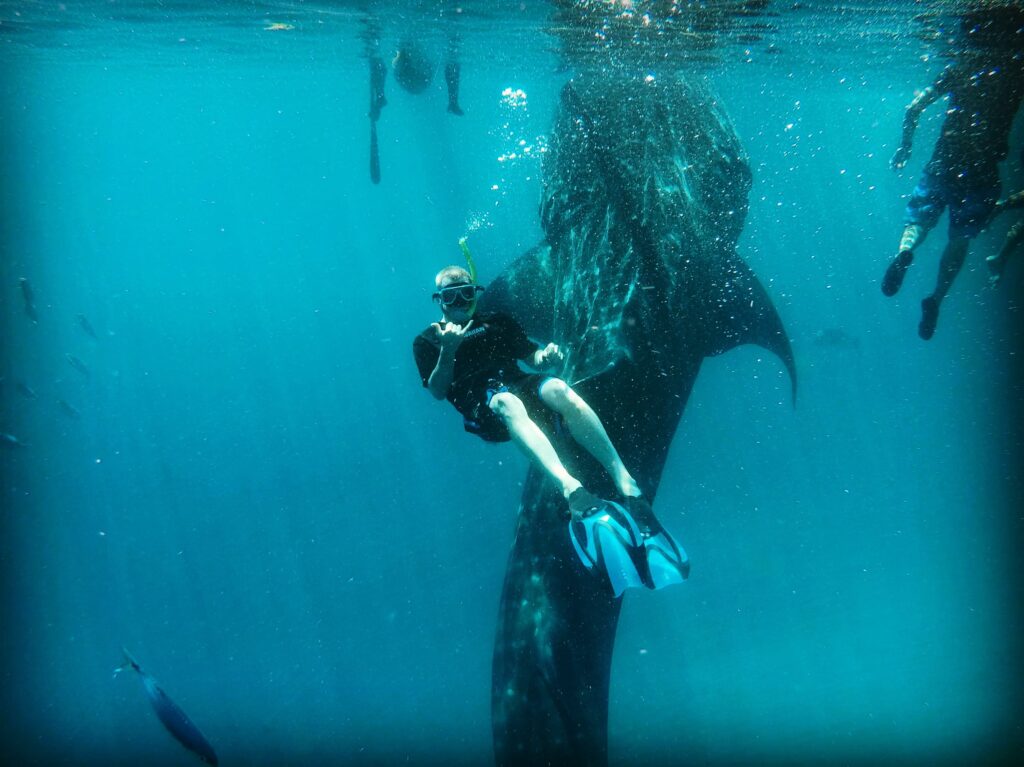 Swimming with whale sharks in Cebu