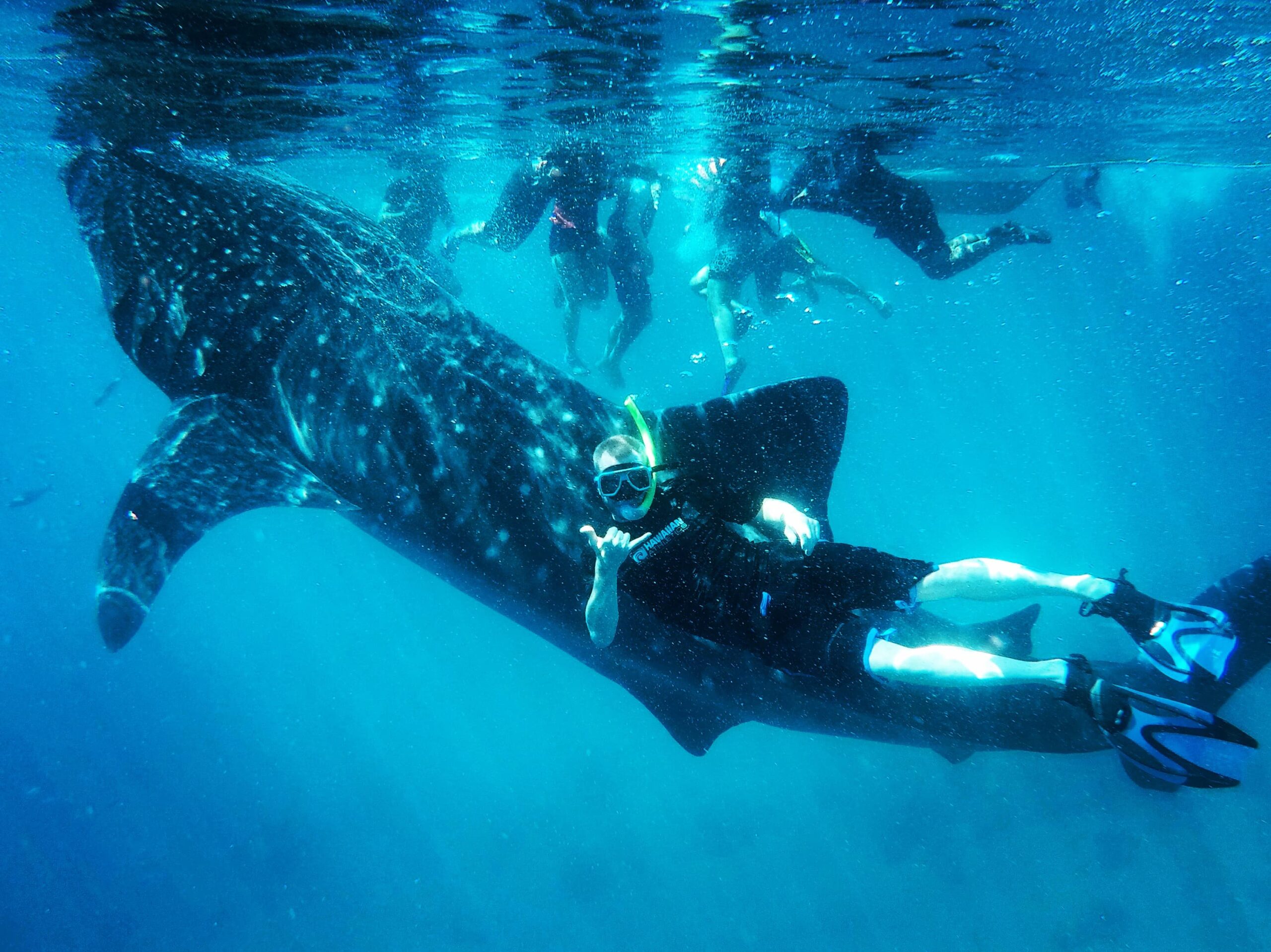 Swimming with Whale Sharks in Cebu: My Experience in Oslob